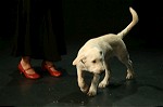 Bild von Cornelia Montani mit Hundewelpe Pinot auf der Bühne des Theaters ThiK in Baden. Bild: Simon Egli